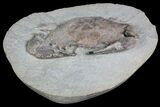 D Fossil Crab (Portunites) Washington - Washington State #92935-3